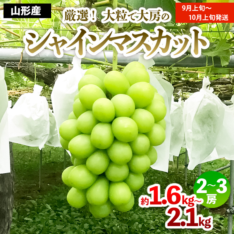 厳選！大粒で大房のシャインマスカット 秀品 2～3房入り（