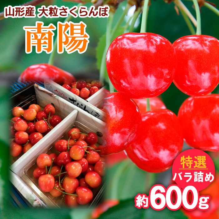 山形産 大粒さくらんぼ 南陽 特選 バラ詰め 約600g 【令和8年