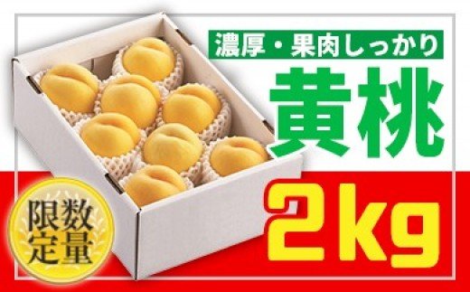 ★山形黄桃★黄桃秀品2kg[かための桃] 【令和8年産先行予約