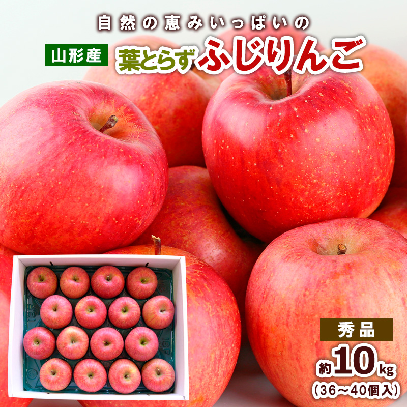 自然の恵みいっぱいの葉とらずふじりんご 約10kg(36個～40個)