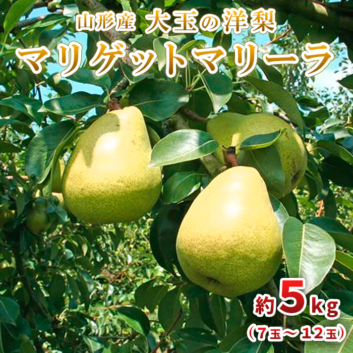 大玉の洋梨 マリゲットマリーラ 秀品 約5kg(7玉～12玉) 【令