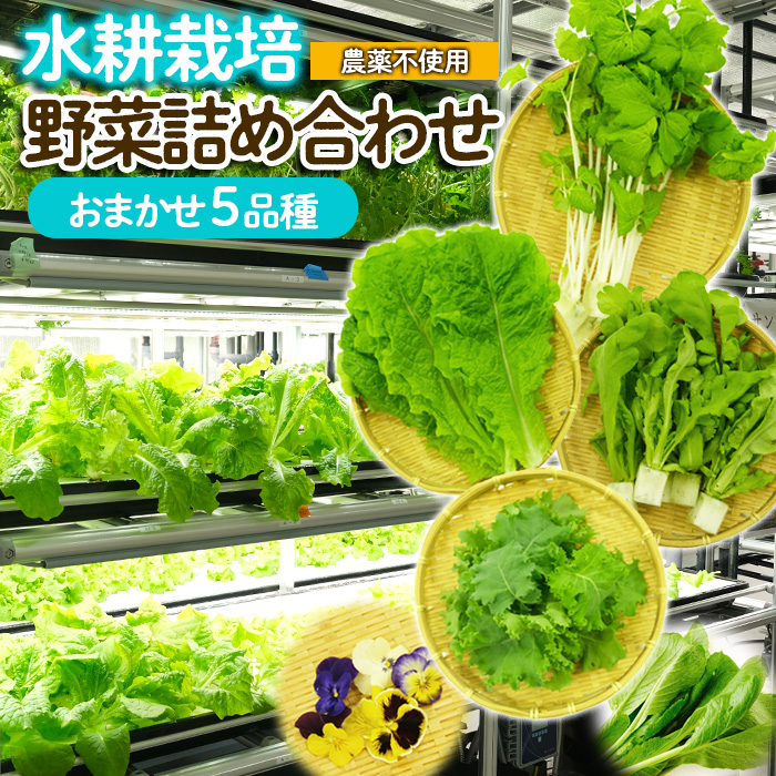 【ミライファーム】水耕栽培 野菜詰合せ おまかせ5品種【