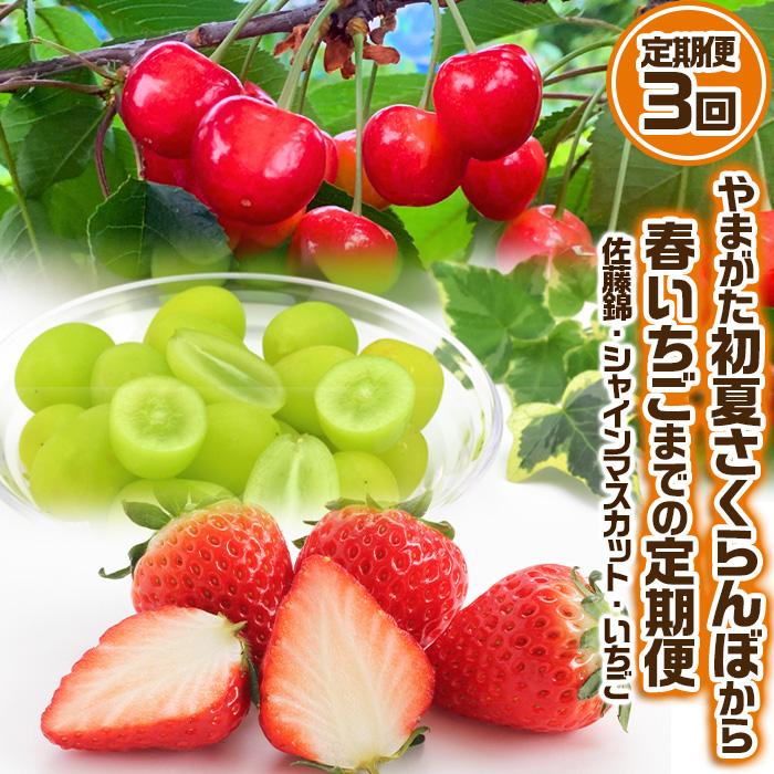 【定期便3回】やまがた 初夏さくらんぼから春いちごまでの