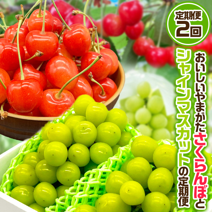 【定期便2回】おいしいやまがた さくらんぼとシャインマス