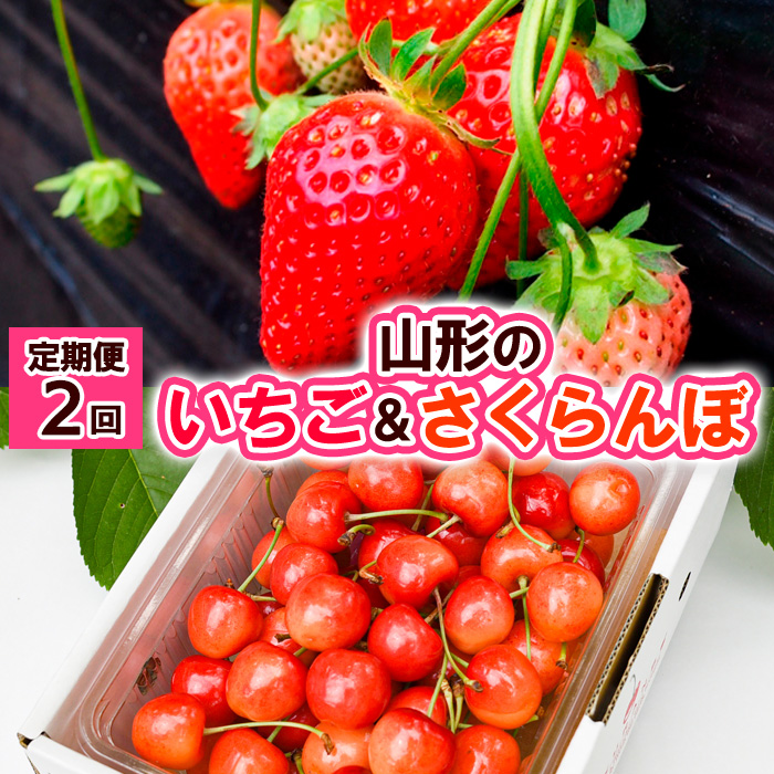 【定期便2回】山形の  いちご&さくらんぼ【令和8年産先行予