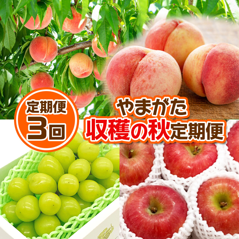 【定期便3回】やまがた 収穫の秋定期便【令和8年産先行予