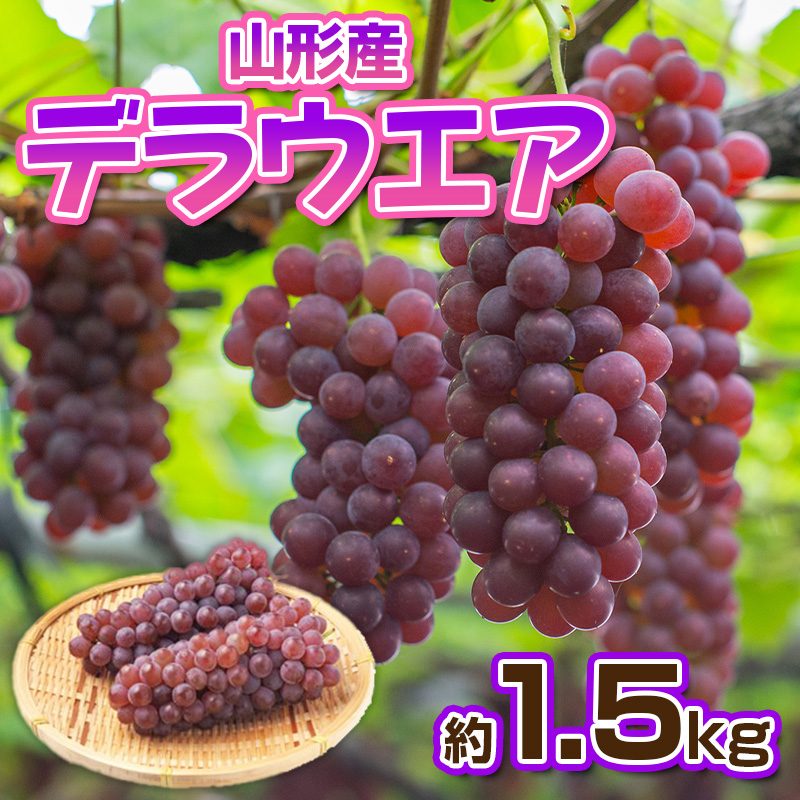 デラウエア 秀品 約1.5kg(5～10房)【令和8年産先行予約】FS23-88