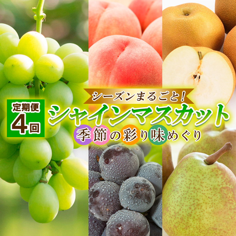 【定期便4回】シーズンまるごと！シャインマスカット 季節