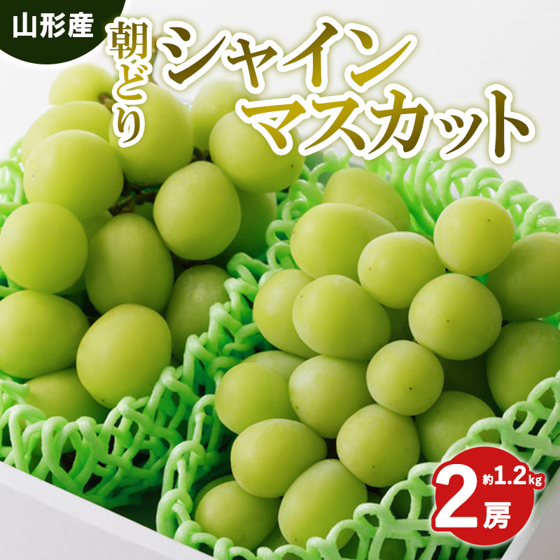 朝どりシャインマスカット 秀品 2房 約1.2kg【令和8年産先行