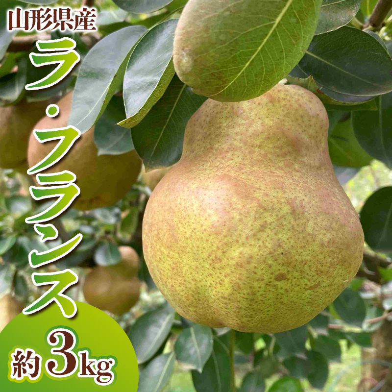 山形県産 ラ・フランス 秀品 約3kg(6～12玉)【令和8年産先行