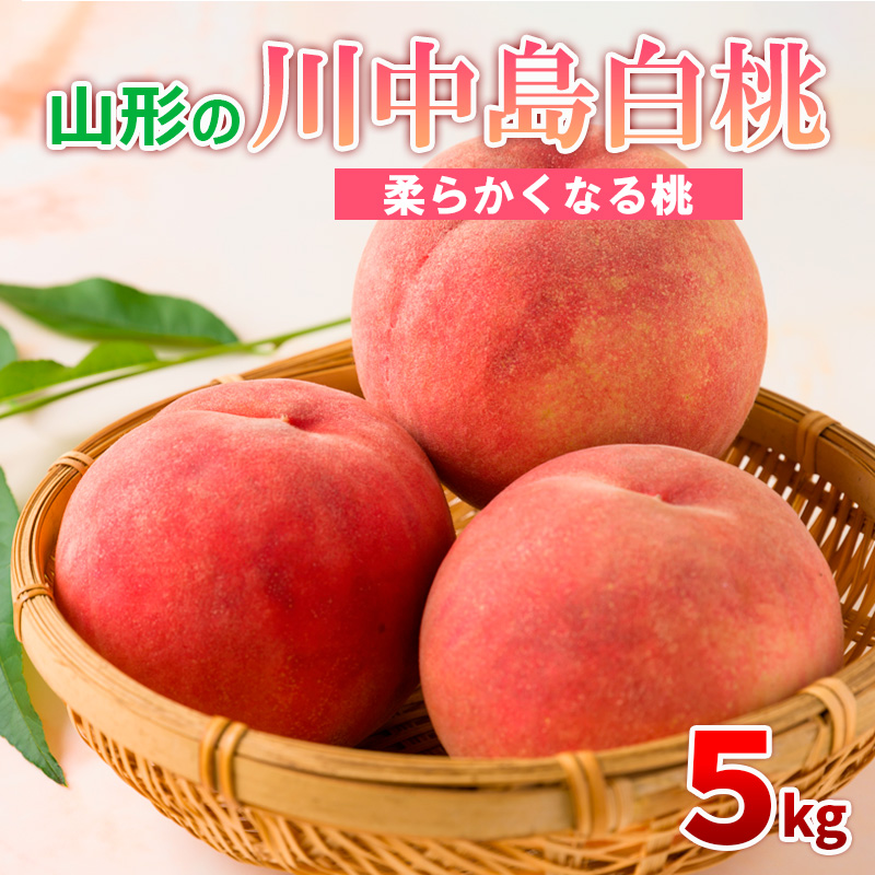 山形の川中島白桃 5kg (10～16玉) [柔らかくなる桃]【令和8年