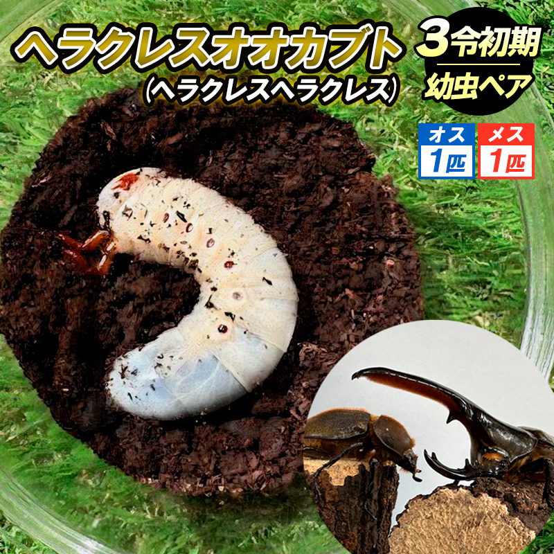 ヘラクレスオオカブト（ヘラクレスヘラクレス）３令 初期