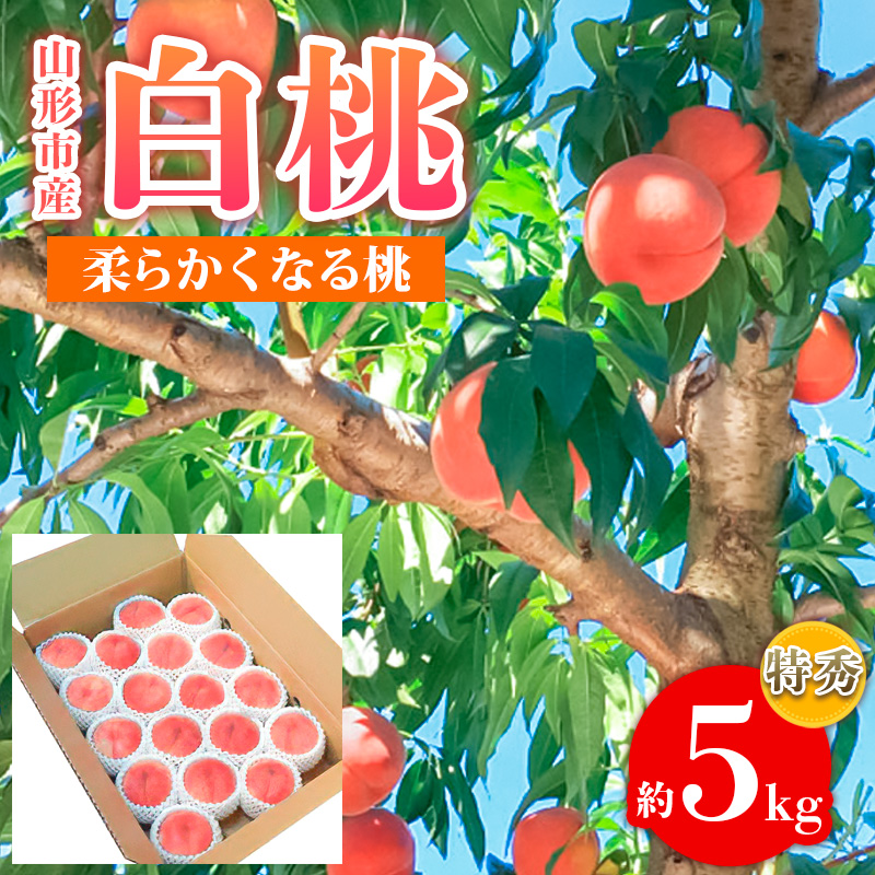 山形市産 白桃 特秀品 約5kg (12～20玉) 柔らかくなる桃【令和