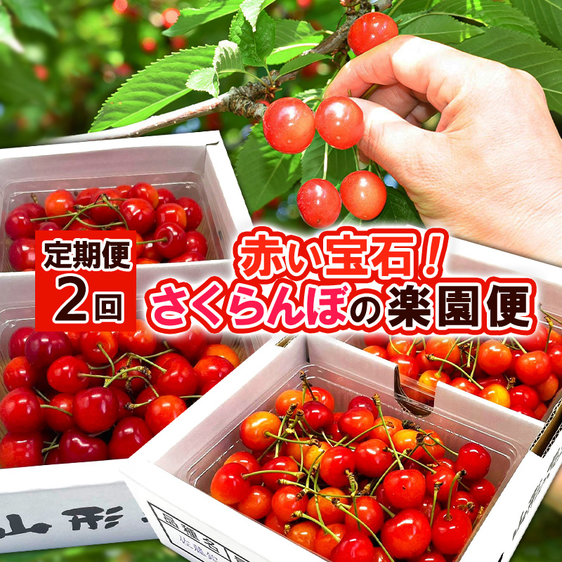 【定期便2回】赤い宝石！さくらんぼの楽園便 【令和8年産
