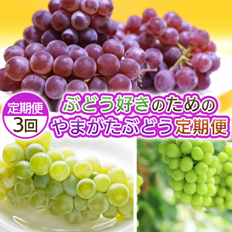 【定期便3回】ぶどう好きのためのやまがたぶどう定期便 【