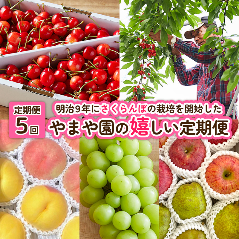 【定期便5回】明治9年にさくらんぼの栽培を開始したやまや
