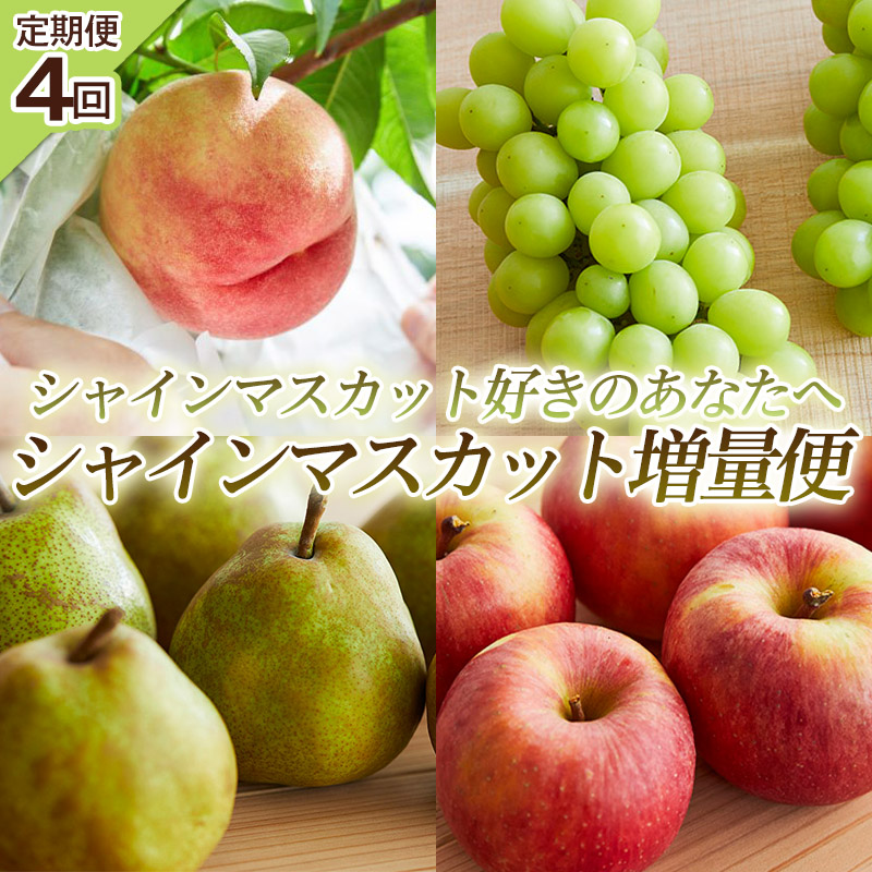【定期便4回】シャインマスカット好きのあなたへ シャイン