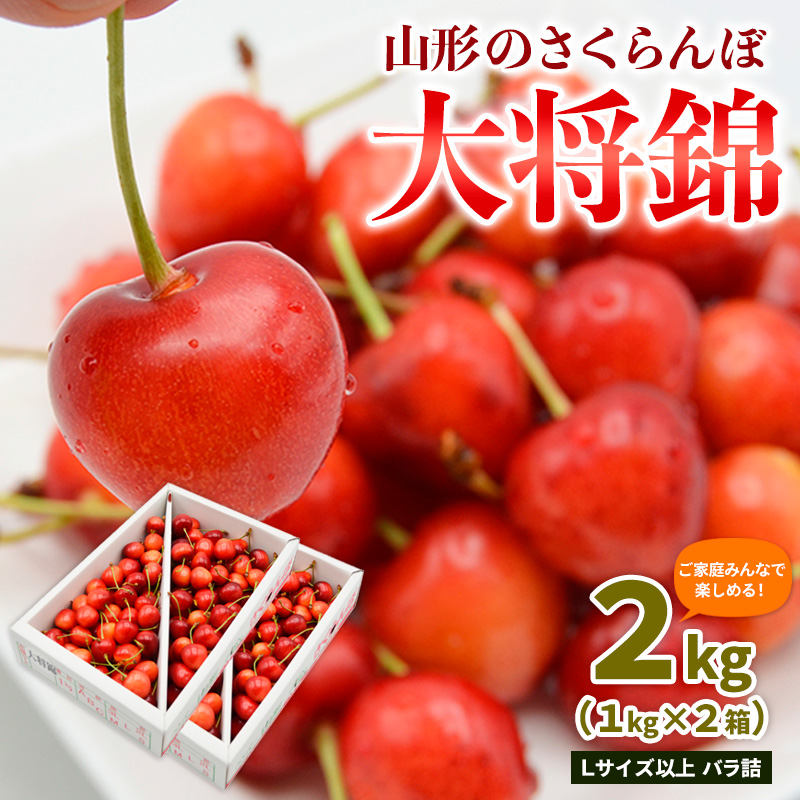 【ご家庭みんなで楽しめる！2kg】山形のさくらんぼ 大将錦 