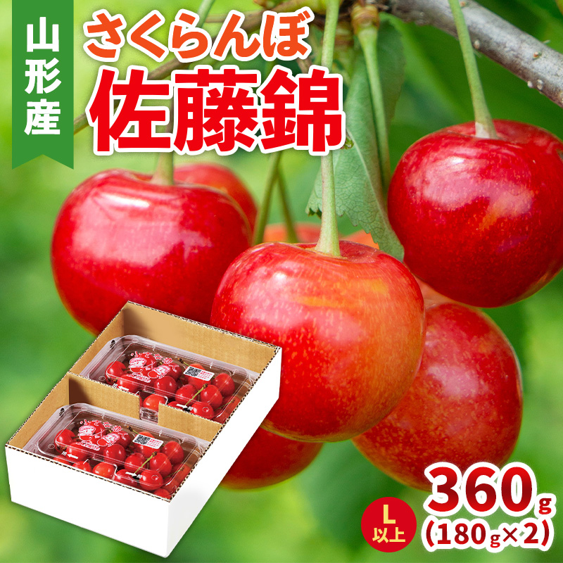 さくらんぼ(佐藤錦) Lサイズ 360g(180g×2パック) 【令和8年産先
