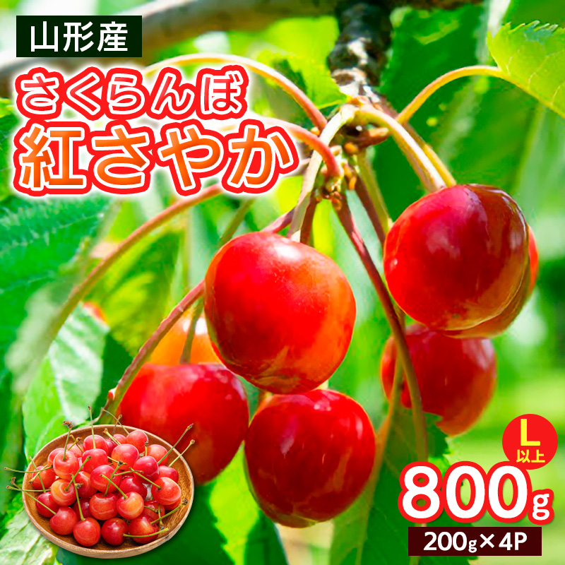 さくらんぼ 紅さやか Lサイズ以上 800g(200g×4パック)【令和8