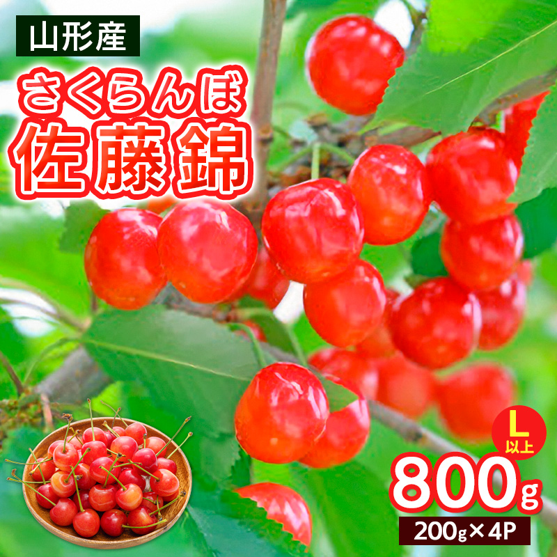 さくらんぼ Lサイズ以上 佐藤錦 800g(200g×4パック)【令和8年