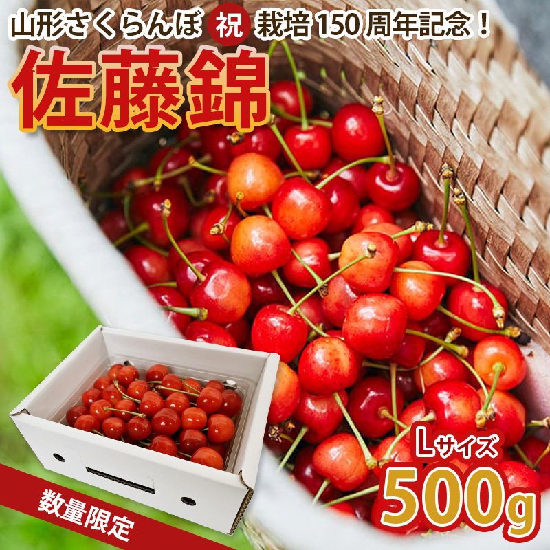 山形さくらんぼ (祝)栽培150周年記念！佐藤錦 500g L玉 数量限