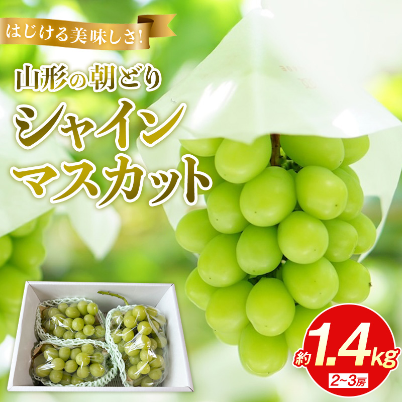 はじける美味しさ！山形の朝どりシャインマスカット 約1.4k