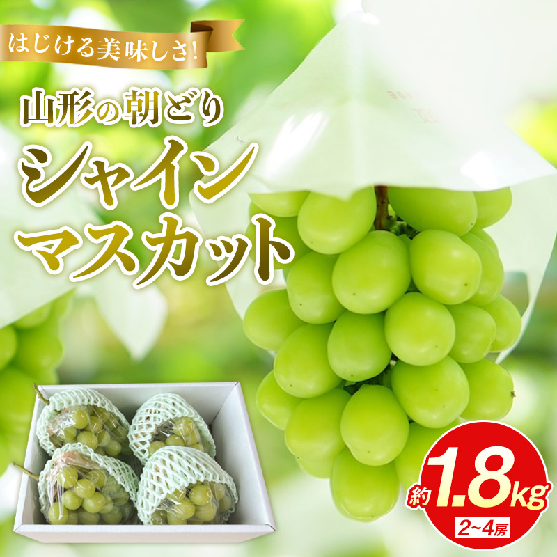 はじける美味しさ！山形の朝どりシャインマスカット 約1.8k