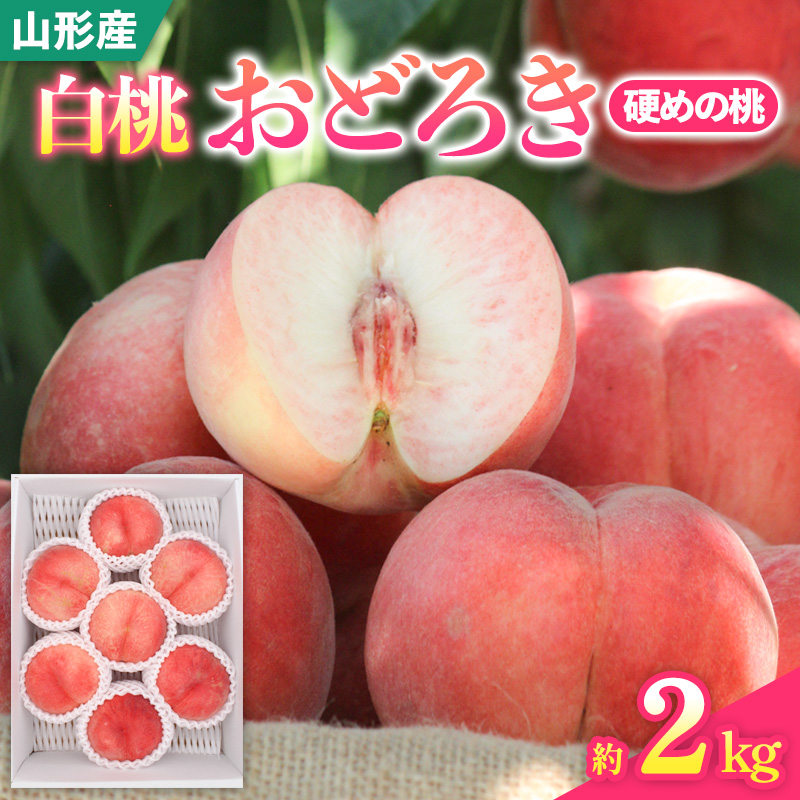 山形県産白桃おどろき 約2kg[硬めの桃]【令和8年産先行予約