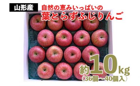 自然の恵みいっぱいの葉とらずふじりんご 約10kg(36個〜40個) FZ22-029