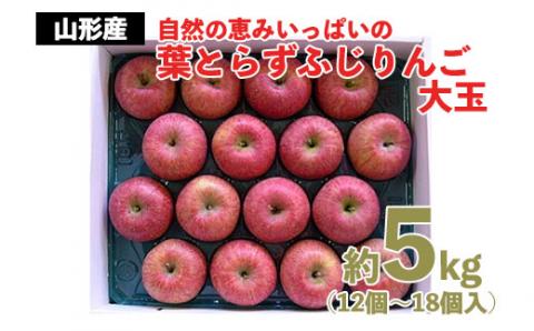 自然の恵みいっぱいの葉とらずふじりんご 大玉 約5kg FZ22-030