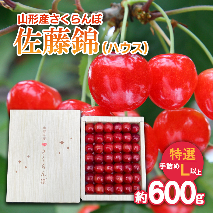 さくらんぼ 佐藤錦 (ハウス) 特選 手詰め L以上 約600g 【令和