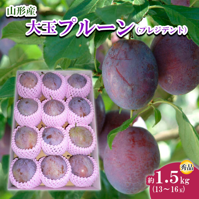 山形市産 大玉プルーン(プレジデント) 秀 約1.5kg(13～16玉)【