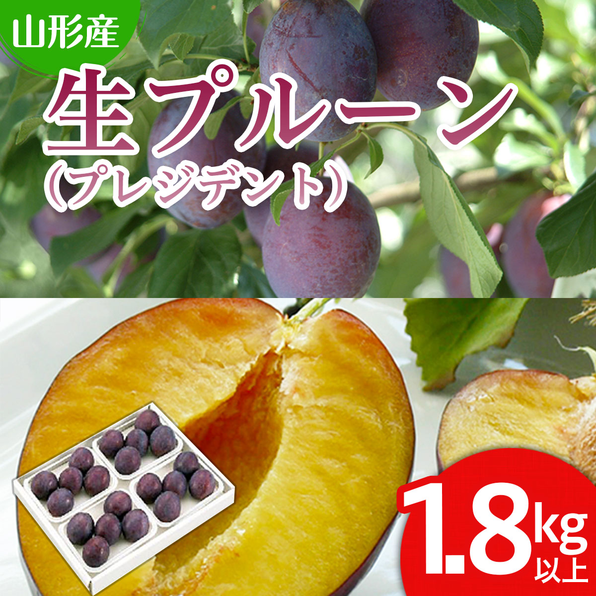 山形の生プルーン(プレジデント)1.8kg以上(450g×4パック) 【令