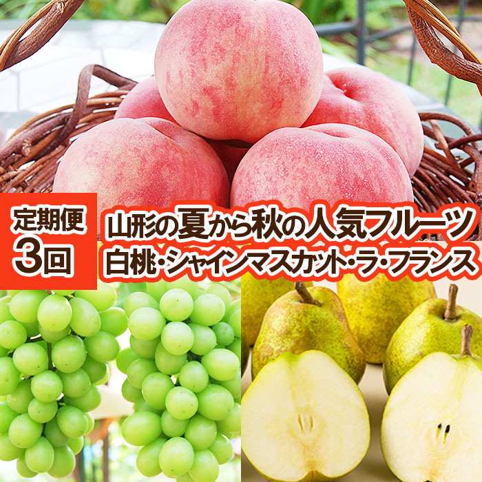 ★定期便3回★山形の夏から秋の人気フルーツ(白桃・シャイ