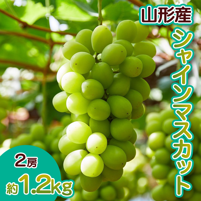 山形産 ぶどう シャインマスカット 【令和8年産先行予約】F