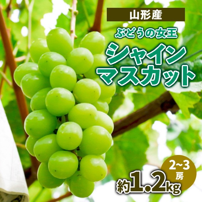 山形産 ぶどうの女王 シャインマスカット 約1.2kg(2〜3房) [令和6年産先行予約]FS23-713