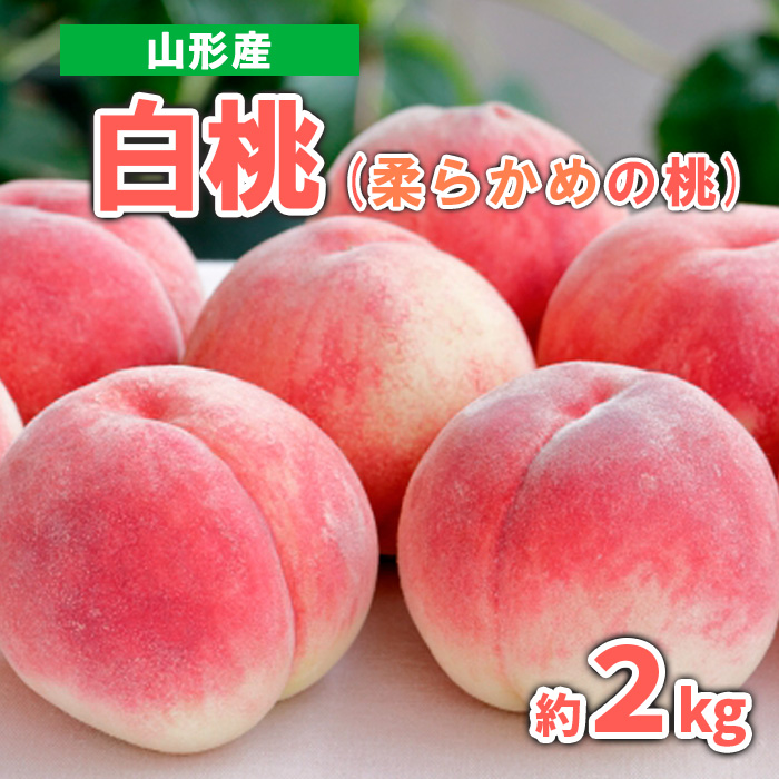 山形産 白桃 (柔らかめの桃)　約2kg 秀品【令和8年産先行予