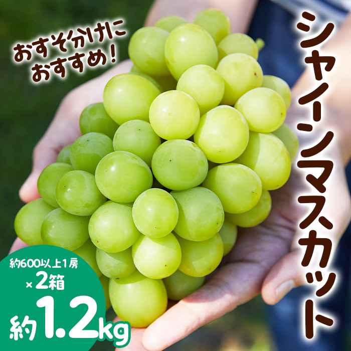おすそ分けにおすすめ！シャインマスカット 秀品 約1.2kg(約