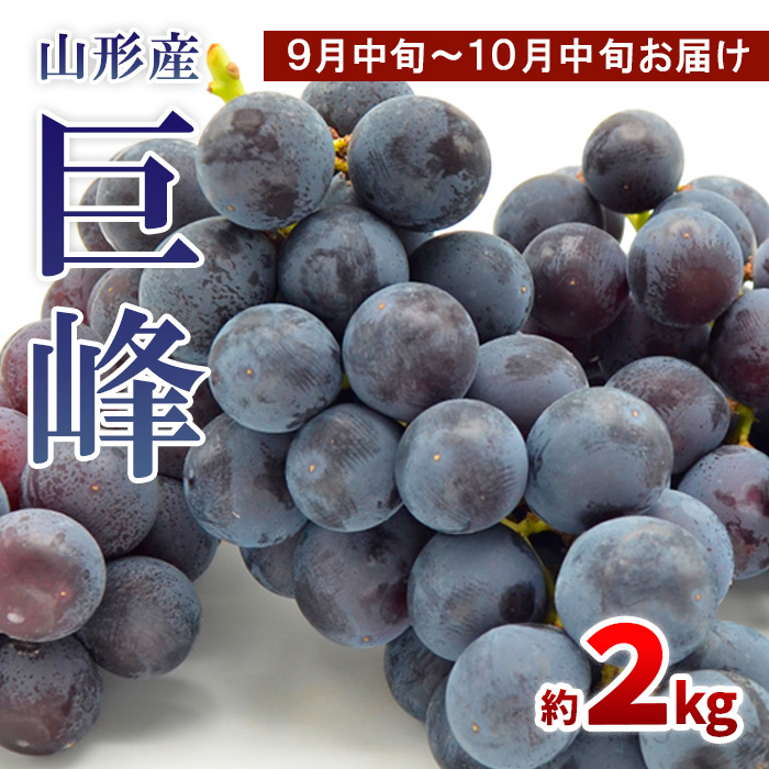 山形のぶどう 巨峰 秀品 約2kg(3～6房)[9月中旬～10月中旬お届