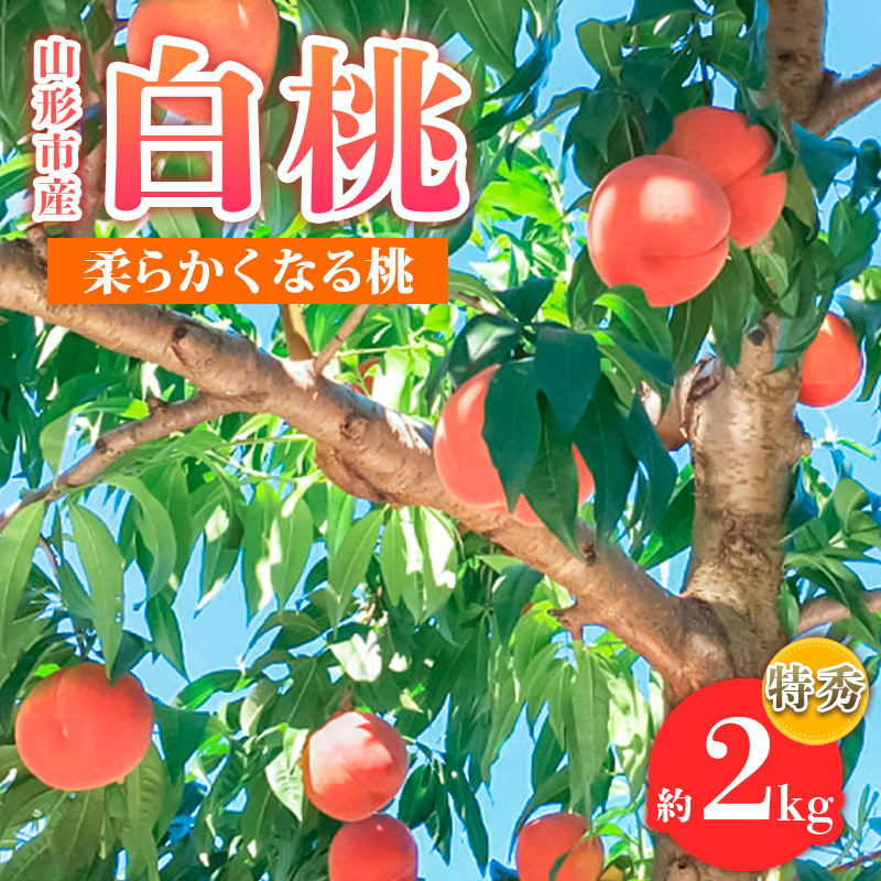 山形市産 白桃 特秀品 約2kg(4～８玉)  柔らかくなる桃【令和