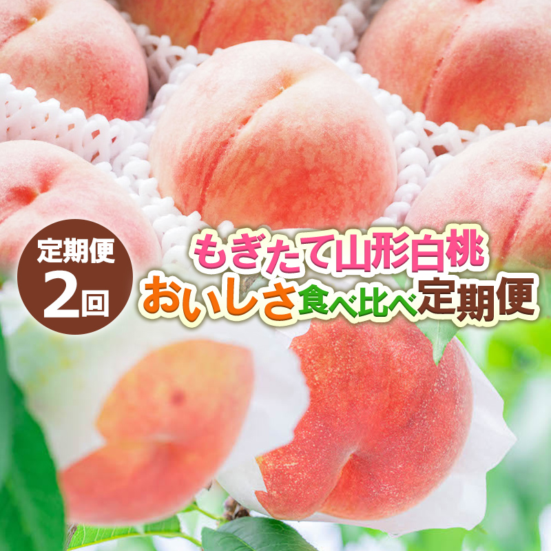 【定期便2回】もぎたて山形白桃 おいしさ食べ比べ定期便