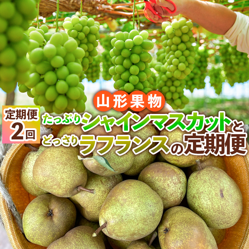 【定期便2回】山形果物 たっぷりシャインマスカットとどっ