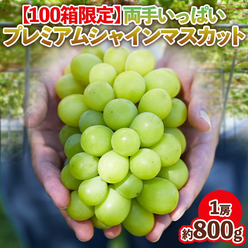 【100箱限定】両手いっぱい 1房 800g プレミアム シャインマ
