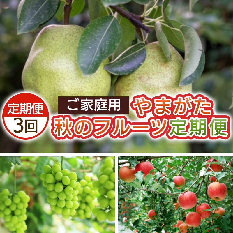 【定期便3回】ご家庭用 やまがた秋のフルーツ定期便 【令