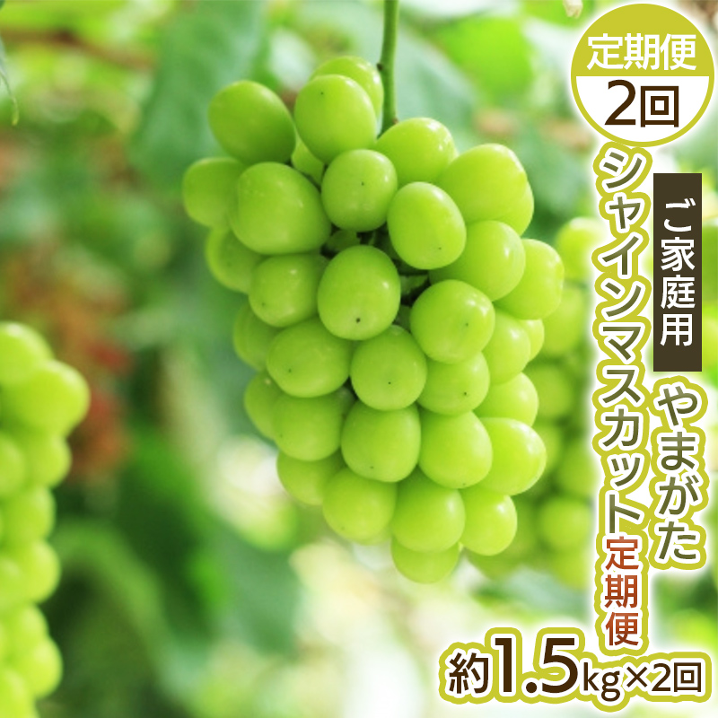 【定期便2回】ご家庭用 やまがた シャインマスカット 優品