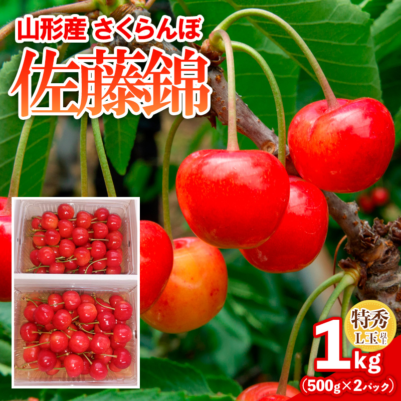 さくらんぼ 佐藤錦 1kg(500gパック×2) 特秀 L玉以上 FY25-122