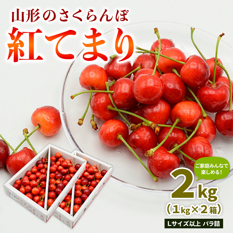 【ご家庭みんなで楽しめる！2kg】山形のさくらんぼ 紅てま