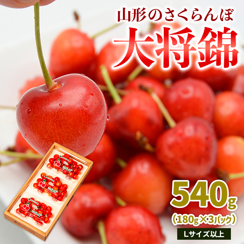 山形のさくらんぼ 大将錦 540g Lサイズ以上 (180g×3パック) 【