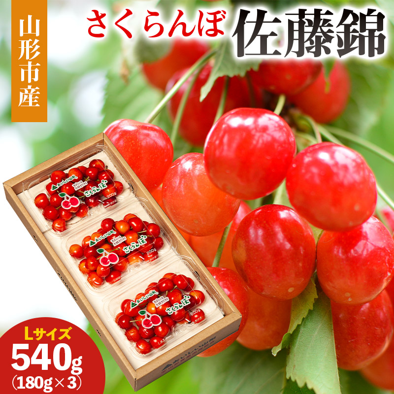 山形市産 さくらんぼ(佐藤錦)Ｌ 540g(180ｇ×3) 【令和8年産先